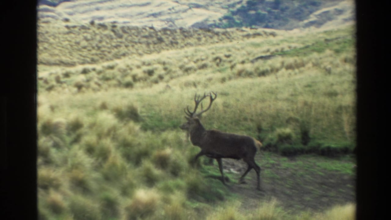 Stag walking through grass with antlers visible against a hillside background.