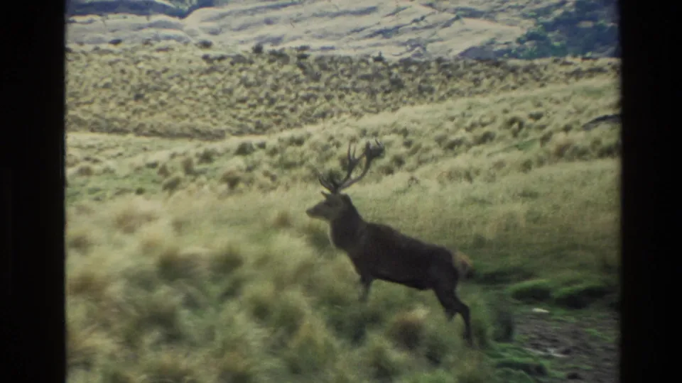 1982 New Zealand 8mm frame with a closer handheld view of a stag moving through tall grass.