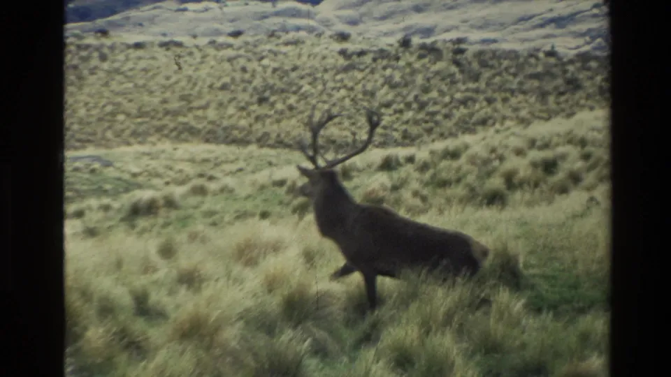 1982 New Zealand 8mm frame showing the stag partly obscured by grass on a rolling hillside.