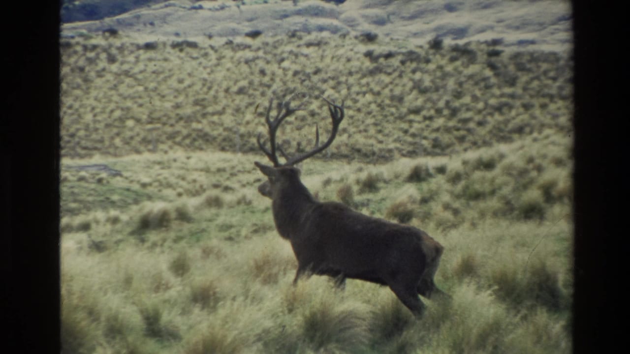 1982 New Zealand 8mm frame showing an antlered elk bull in dry grass on an open hillside.