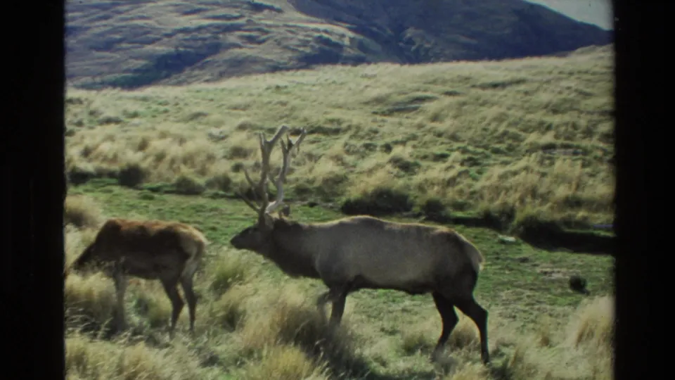1982 New Zealand 8mm frame with a bull elk near a smaller female in grassy hillside terrain.