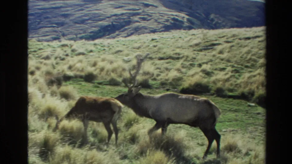 1982 New Zealand 8mm frame showing a smaller female elk grazing as an antlered bull stands nearby.