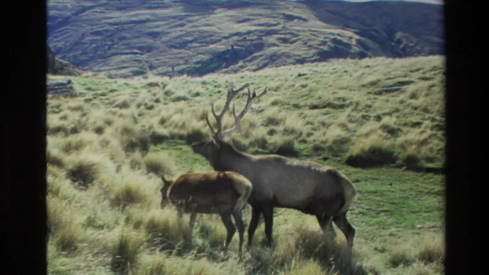 1982 New Zealand 8mm frame showing an antlered bull close to a smaller elk among tall hillside grass.