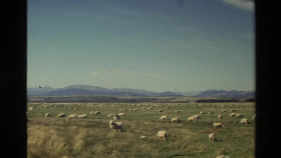 1982 New Zealand rural frame showing sheep grazing across open fields with distant hills and a clear sky.