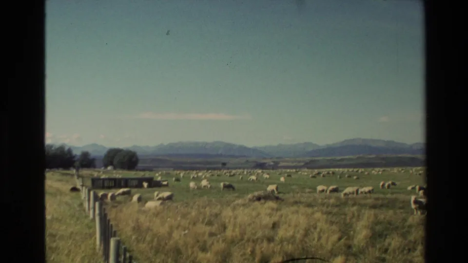 New Zealand rural landscape from a moving viewpoint, showing sheep beside a fence line with mountains across the horizon.