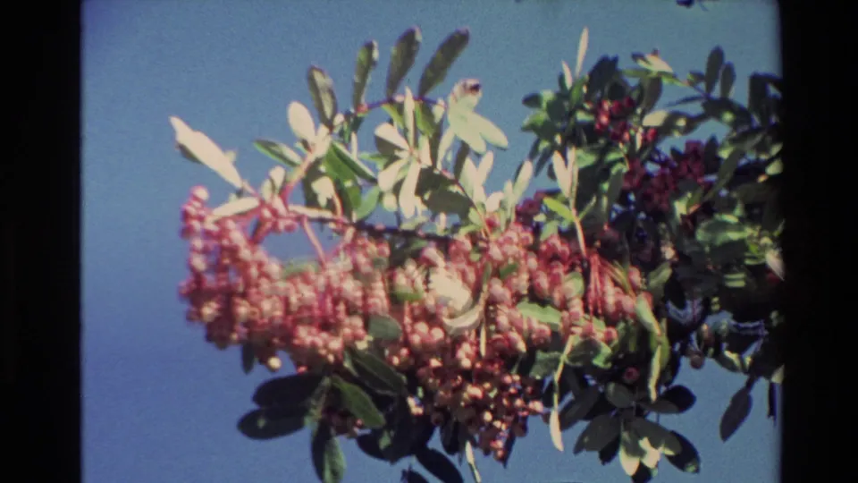 1982 New Zealand home-movie close-up of pink berries and green leaves on a sunlit branch against a clear blue sky.