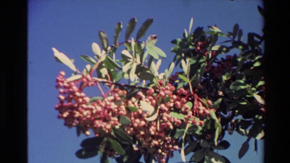 Close 8mm view from New Zealand in 1982 showing a berry-laden branch with green leaves silhouetted against deep blue sky.