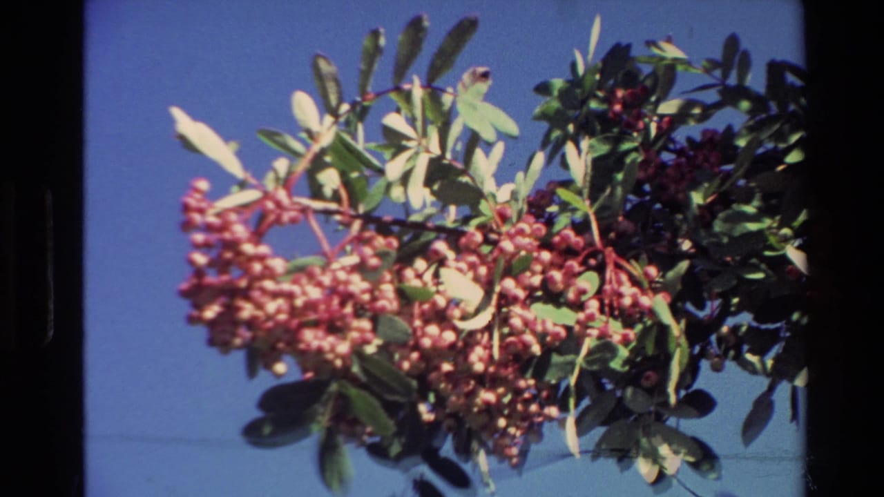 Close view of berry-laden foliage against blue sky in 1982 New Zealand home-movie footage.
