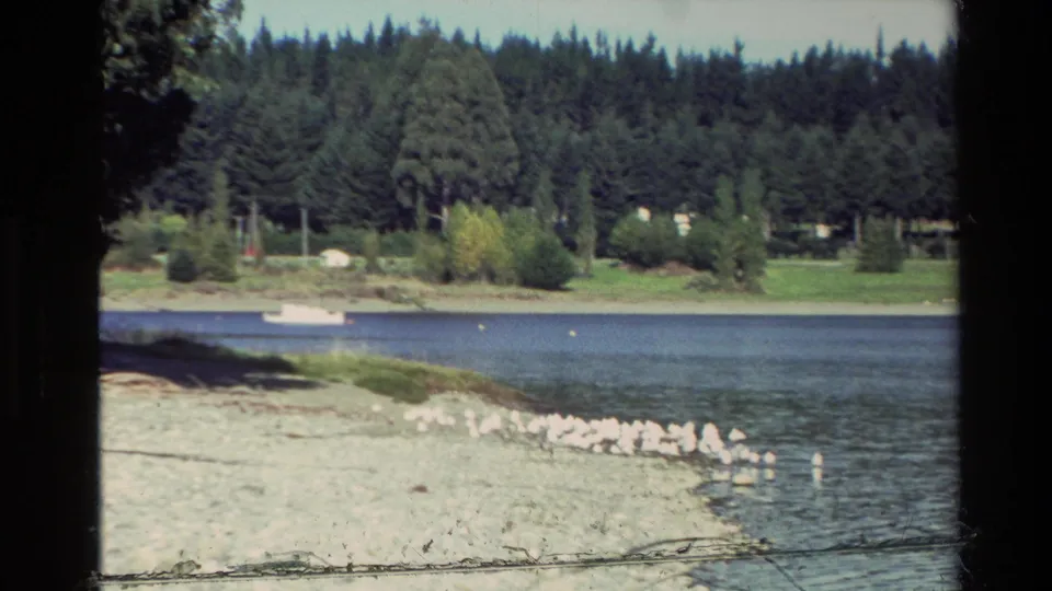 White birds cluster along a gravel lakeshore with forest beyond, seen in 1982 New Zealand home-movie footage.