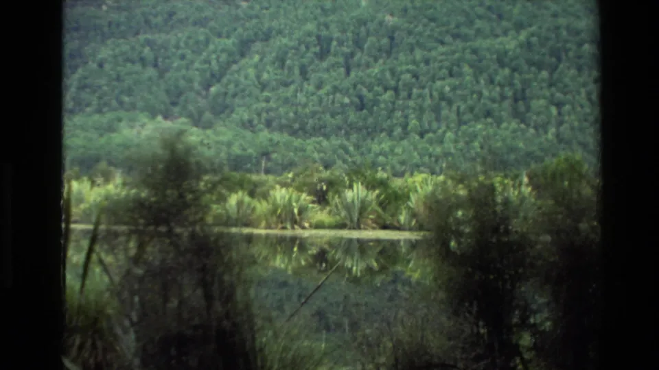 New Zealand 8mm frame showing dense green forest, reflective water, and low lakeside vegetation.
