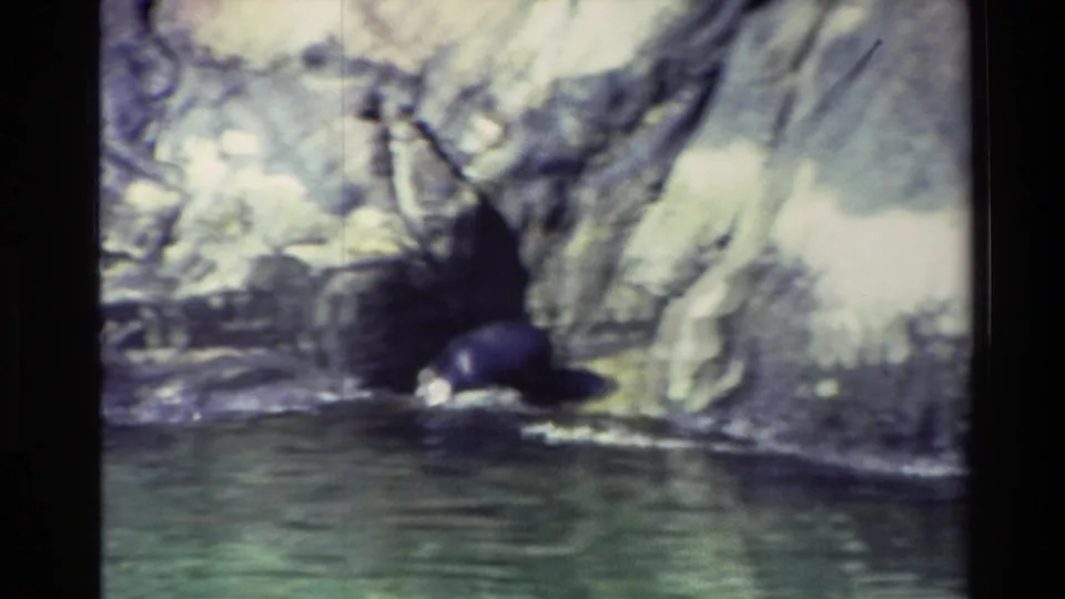 1982 New Zealand 8mm frame with a seal resting on rocks at the waterline below a pale, rugged cliff face.