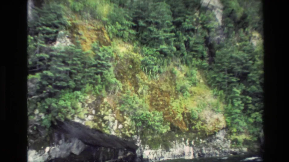 1982 New Zealand coastal view with mossy vegetation, dark rock, and dense trees along the waterline.