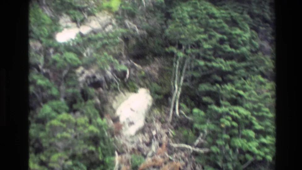 1982 New Zealand home-movie frame with motion-blurred trees and pale exposed rock on a steep coastal face.