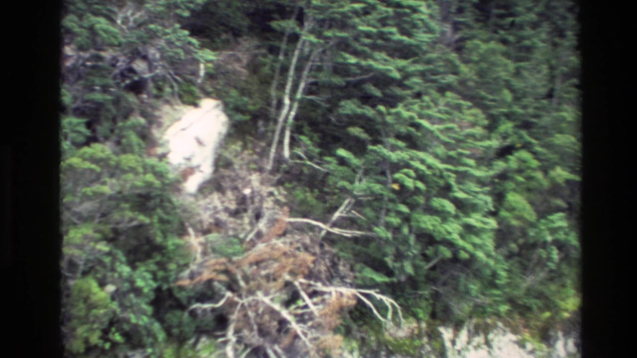 New Zealand 1982 8mm travel frame showing a forested cliff face with pale rock, fallen branches, and dense greenery.