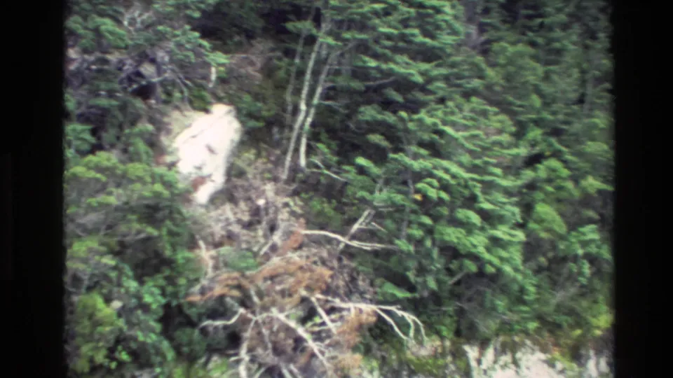 New Zealand 1982 8mm travel frame showing a forested cliff face with pale rock, fallen branches, and dense greenery.