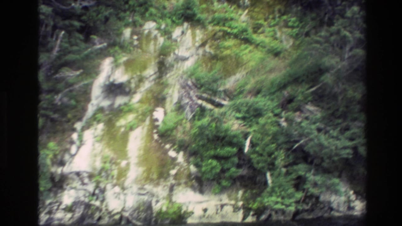 Mossy cliff face surrounded by thick green forest.
