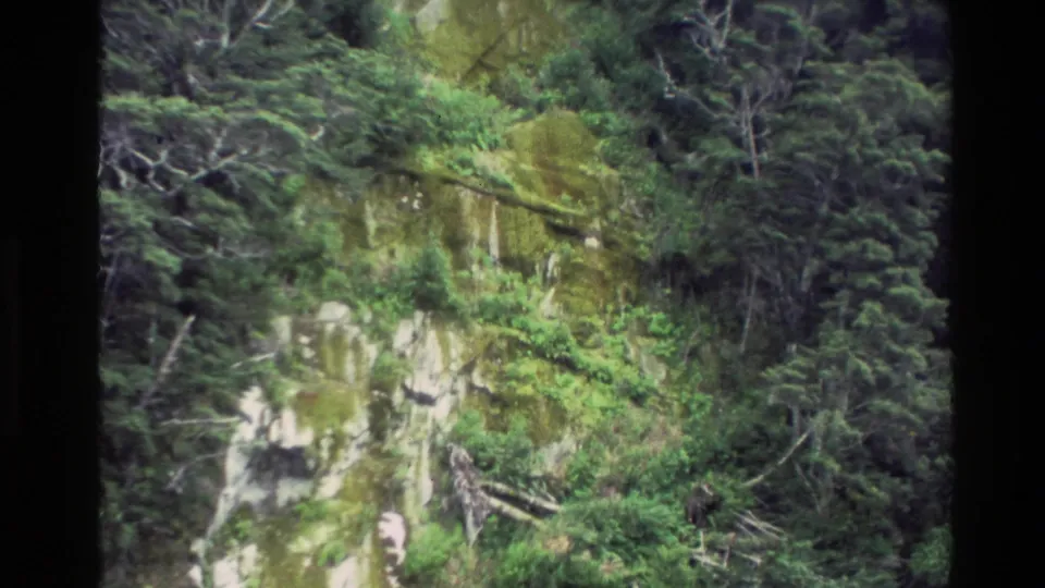 New Zealand 1982 8mm travel frame showing a steep green cliff with pale rock, forest growth, and fallen branches.