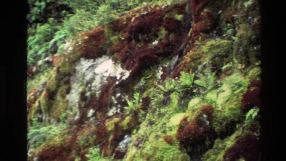 1982 New Zealand 8mm view of a damp, moss-covered rock slope with ferns and reddish plant growth.