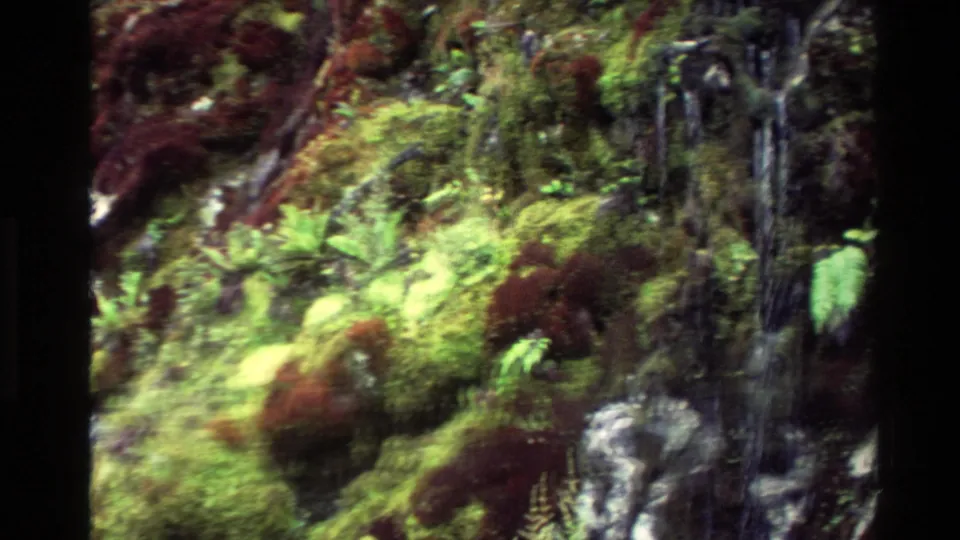 1982 New Zealand 8mm frame showing a narrow waterfall running through moss, ferns, and dark rock.