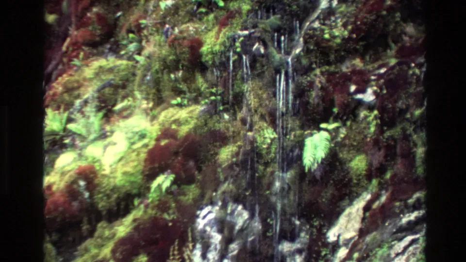 1982 New Zealand 8mm close view of water streaming over wet rock among moss, ferns, and dense vegetation.