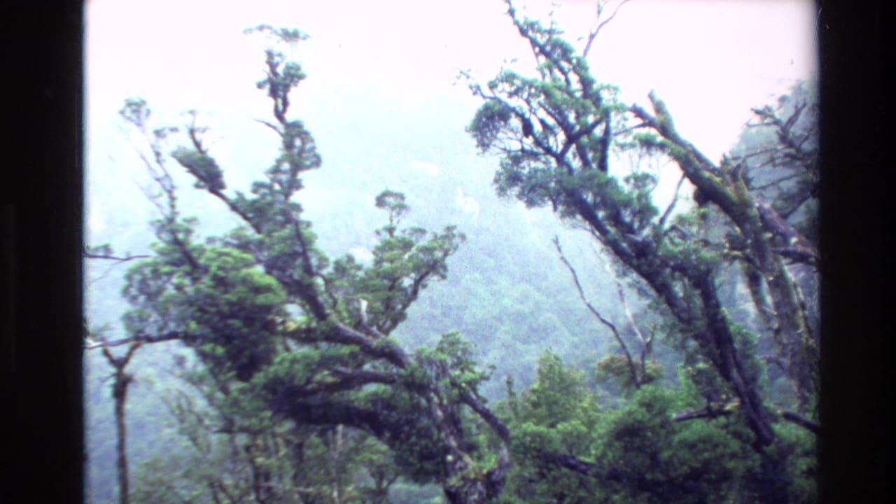 Misty rainforest with gnarled trees and dense green foliage.
