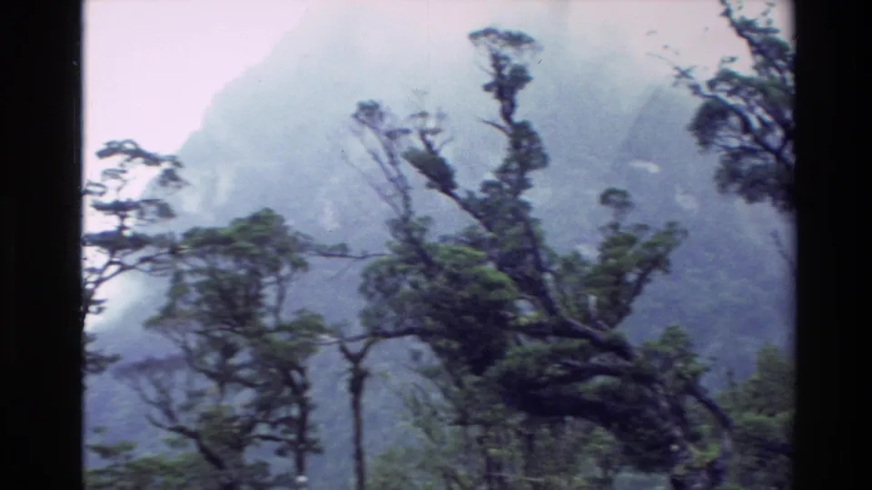1982 New Zealand 8mm frame with wind-shaped trees silhouetted before a fog-softened mountain slope.
