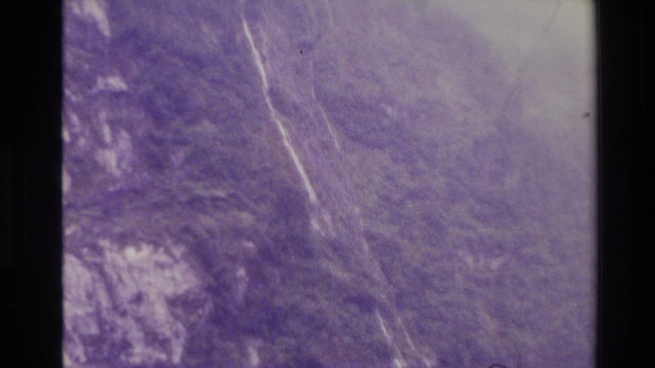 1982 New Zealand 8mm frame showing a soft, purple-cast view of dense riverside woods and pale tree forms.