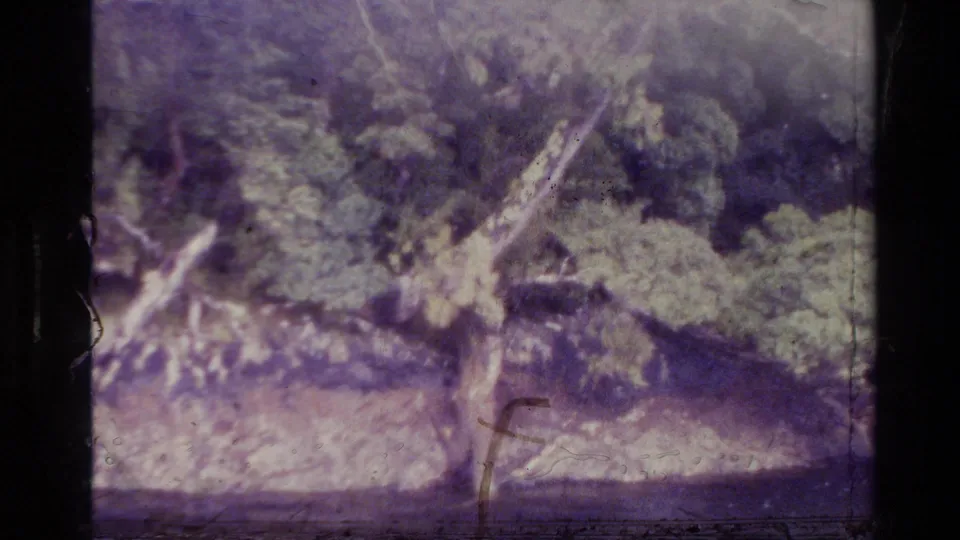 1982 New Zealand 8mm frame showing a wooded riverbank with pale trunks, dense foliage, and dark water below.