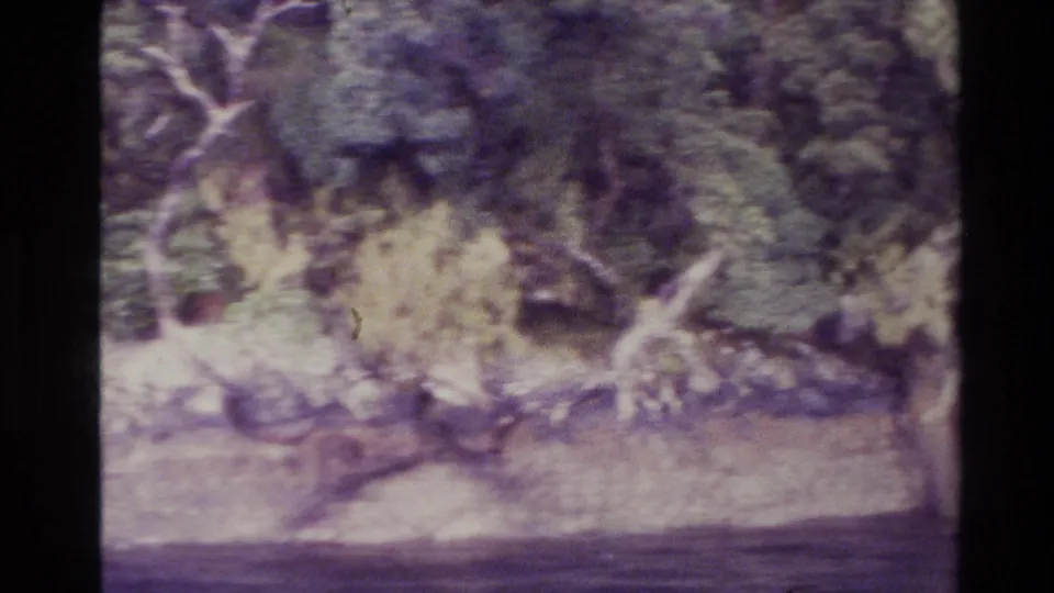 1982 New Zealand 8mm frame with motion-softened riverside foliage, pale bank, and calm water during a pan.