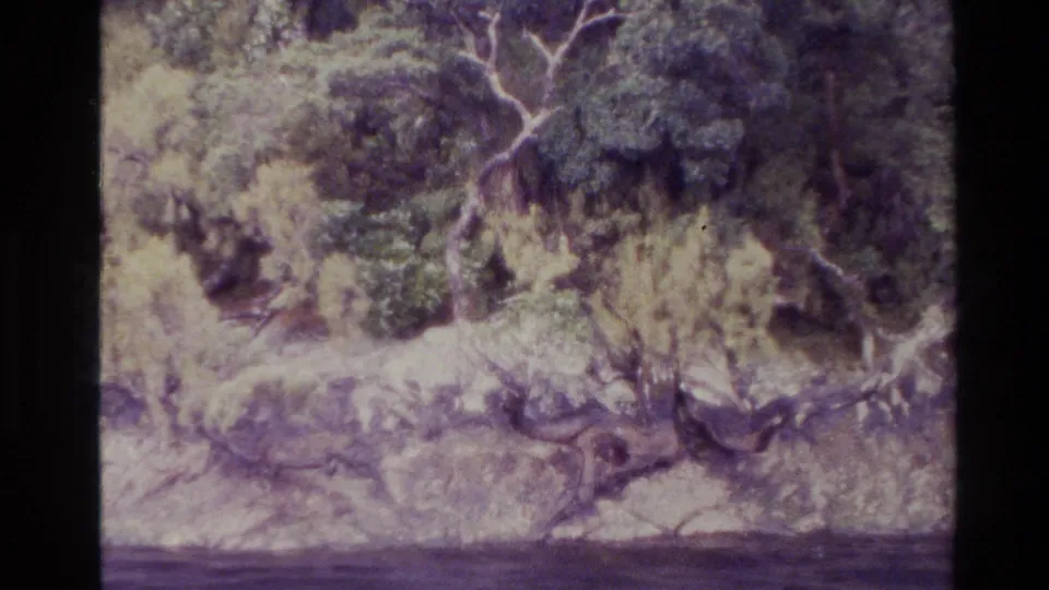 1982 New Zealand 8mm frame showing layered foliage, pale branches, and a quiet river foreground.