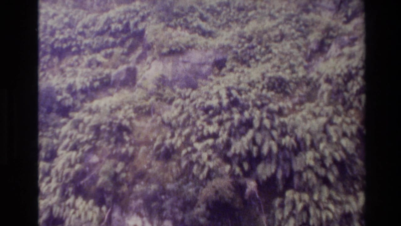 New Zealand 1982 home-movie frame showing dense foliage and trees before the waterfall is revealed.