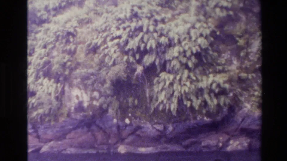 New Zealand 1982 home-movie frame of a wooded mountainside with vegetation and rocky ground.