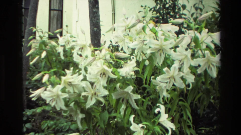 Close garden detail of pale lily-like flowers and green leaves beside a building exterior in 1982 New Zealand home-movie footage.
