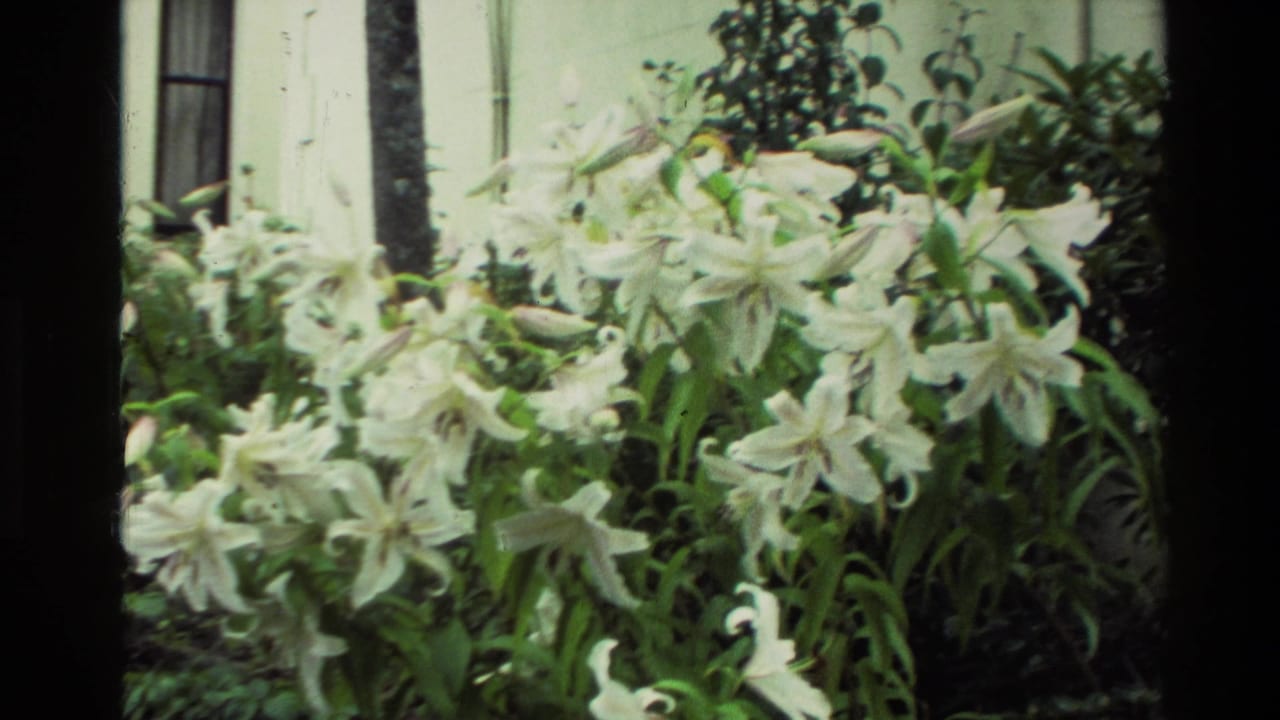 1982 New Zealand 8mm frame showing white lilies and dense garden foliage in soft daylight near a pale exterior wall.