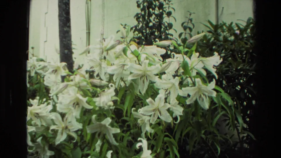 Close 8mm view of white lilies and surrounding leaves in a New Zealand garden, with soft focus and visible film texture.