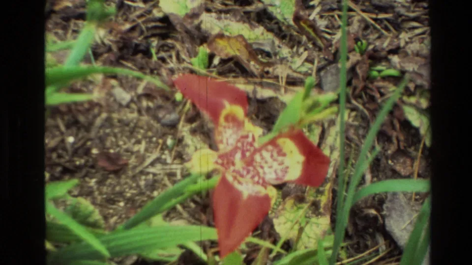 1982 New Zealand home-movie frame of a red and yellow garden flower rising from mulch, partly crossed by green blades.