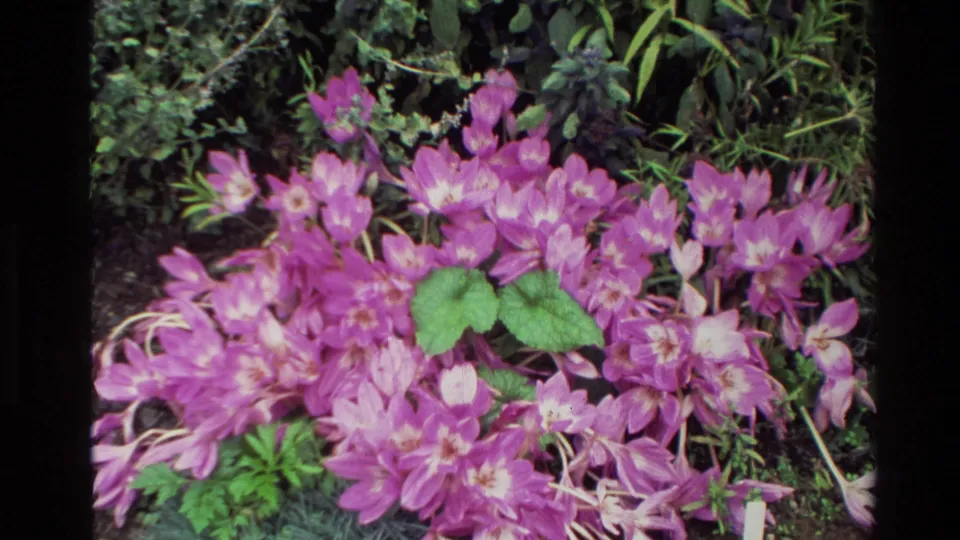 Soft 8mm frame from New Zealand showing a mass of pink and white blossoms with green leaves in a shaded garden bed.