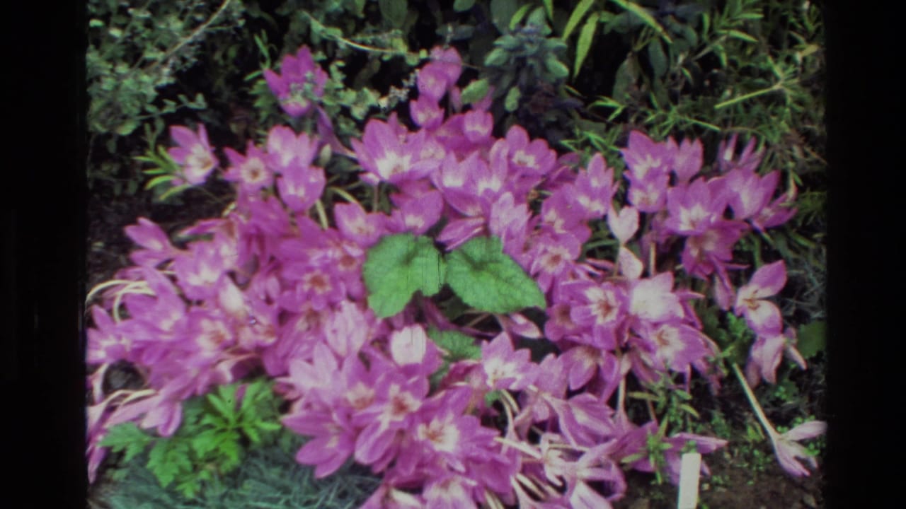 Close 1982 New Zealand home-movie view of pink flowers against dense green foliage, with soft 8mm color and edge shadowing.