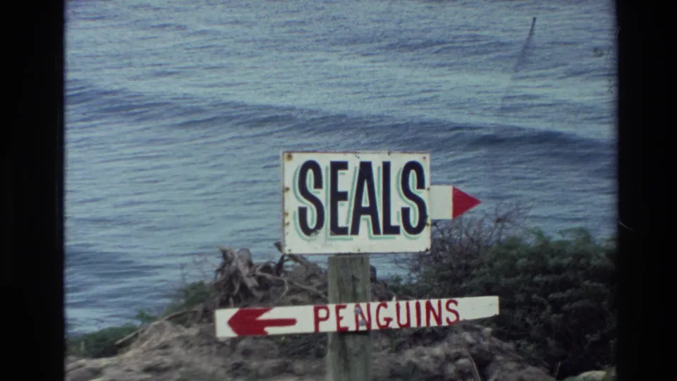 1982 New Zealand coastal view showing a weathered signpost for seals and penguins with ocean water in the background.