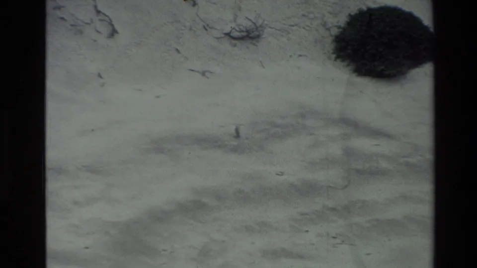 1982 New Zealand beach frame showing pale sand, scattered marks, a dark object, and a very small distant seated figure.