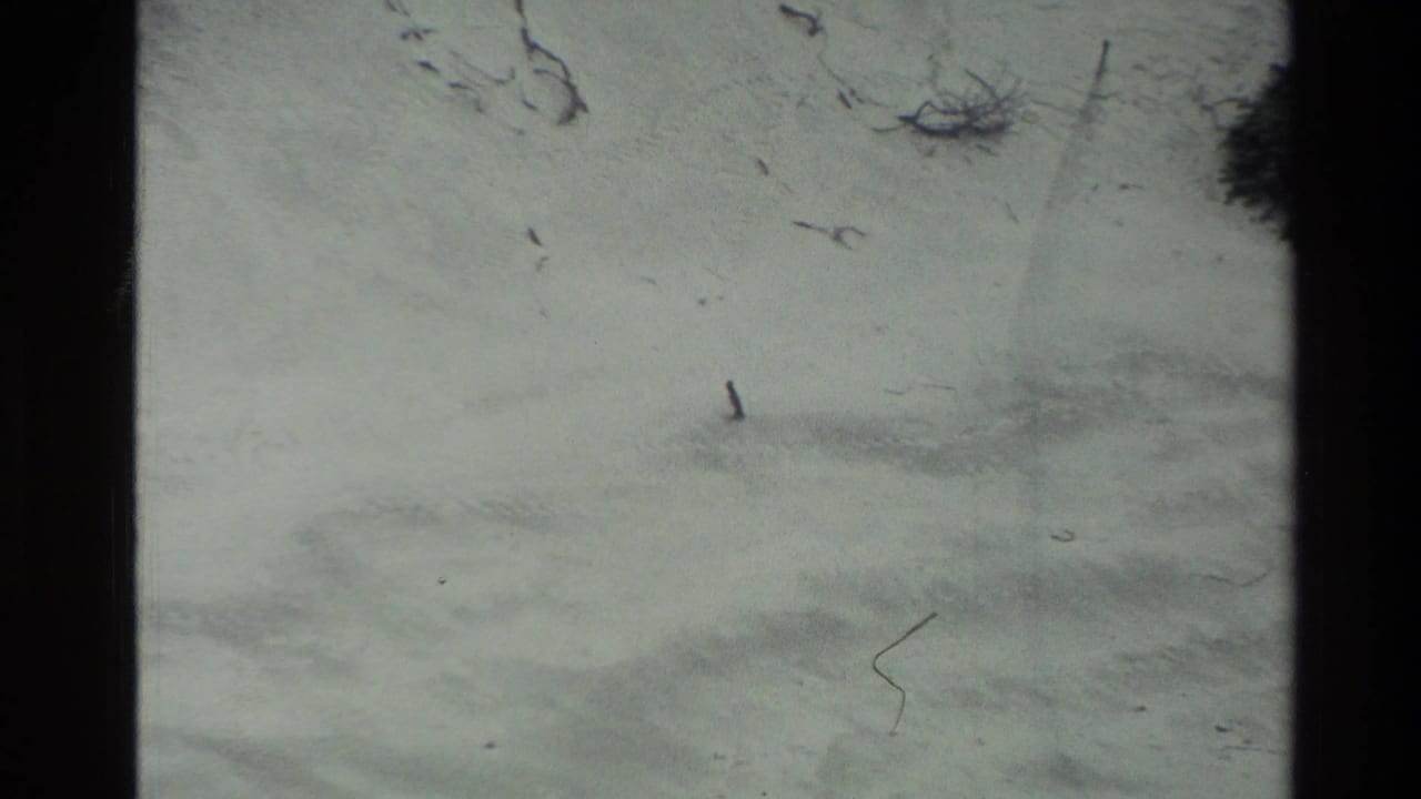 Pale snow field with faint drifts, scattered twigs, and dark film borders.