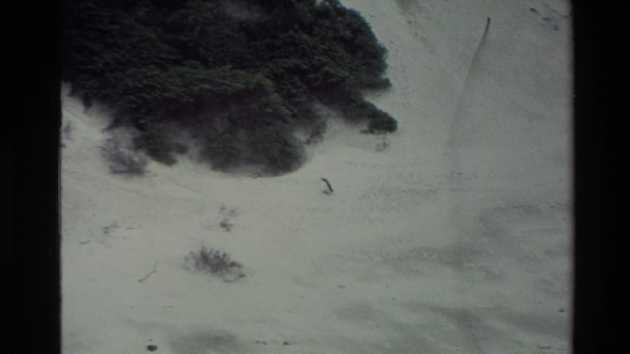 1982 New Zealand 8mm frame showing a pale coastal shore, dark vegetation, and shallow water before the penguin is clearly visible.