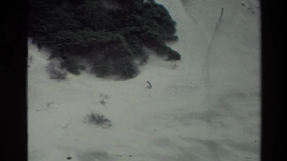 1982 New Zealand 8mm frame showing a pale coastal shore, dark vegetation, and shallow water before the penguin is clearly visible.