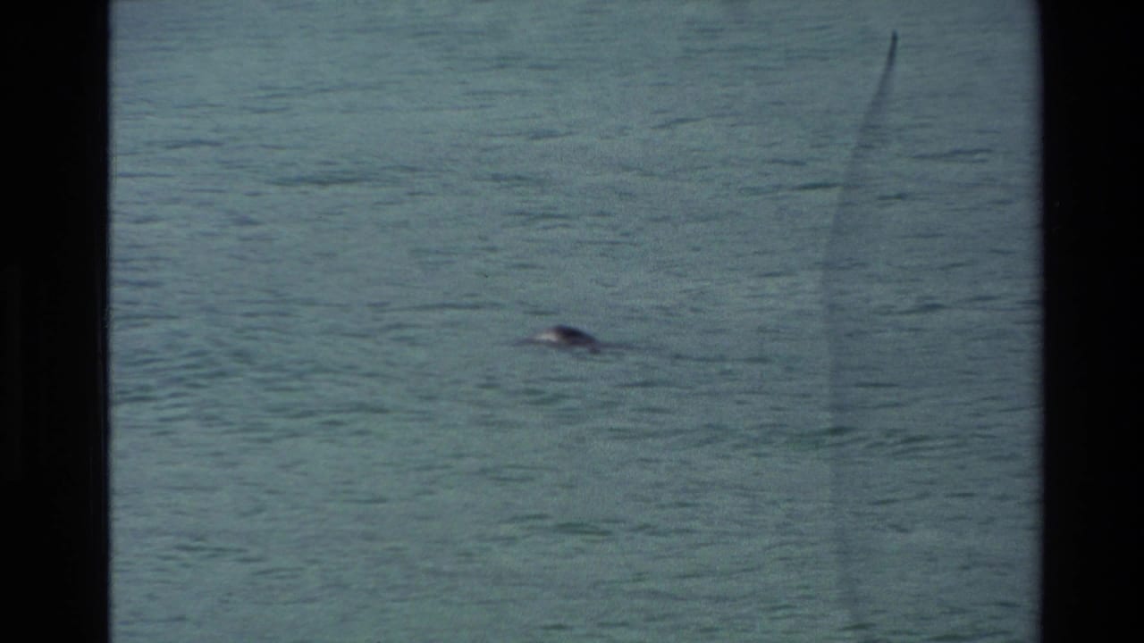 Small penguin swimming in blue-green coastal water.