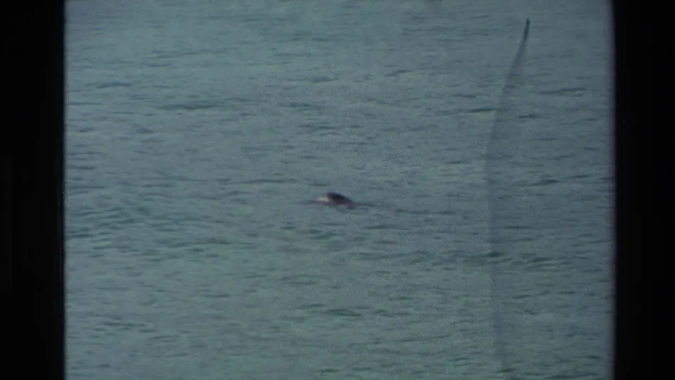 A small penguin swims across blue-green coastal water in a grainy 1982 New Zealand 8mm home-movie frame.