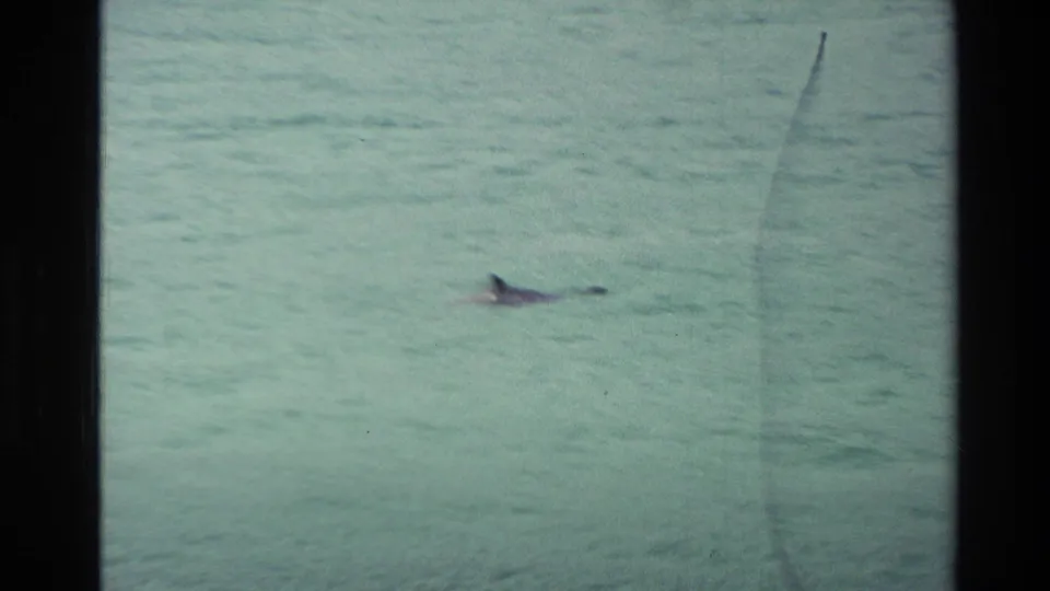 The penguin remains partly above the surface as it moves through pale blue coastal water in the 1982 New Zealand footage.