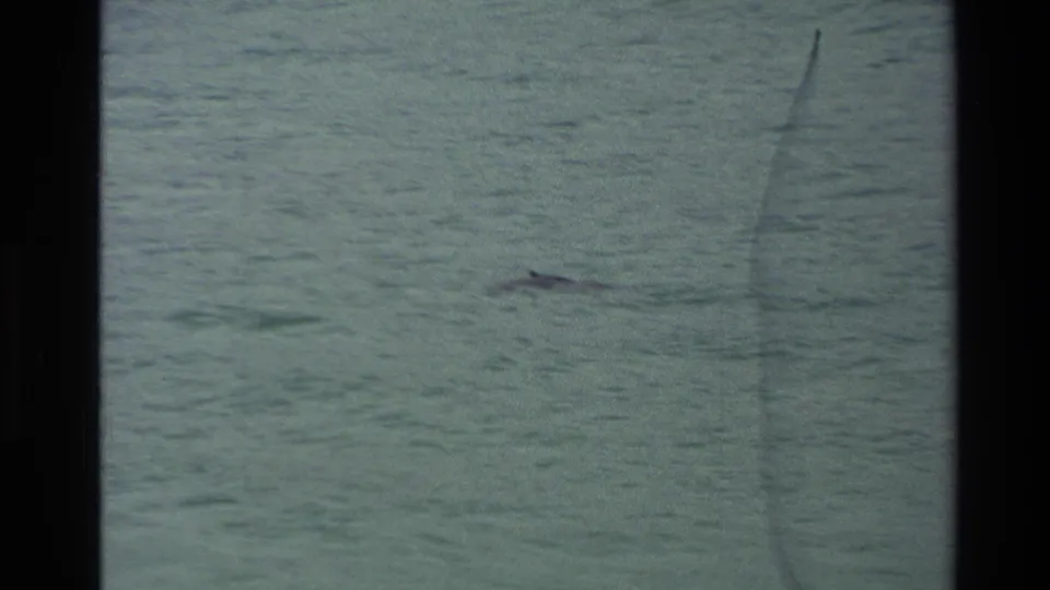 A distant penguin continues swimming across darker blue-green ocean water within the 8mm frame borders.