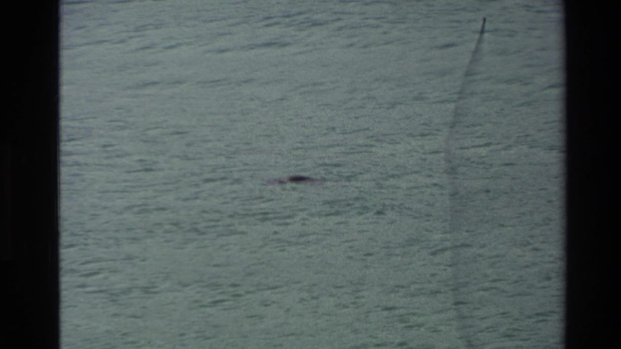 A distant seal appears in green-blue coastal water in 1982 New Zealand 8mm footage, with dark film borders and visible surface texture.