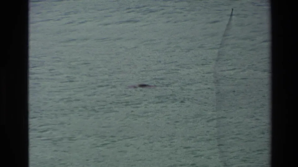 A distant seal appears in green-blue coastal water in 1982 New Zealand 8mm footage, with dark film borders and visible surface texture.