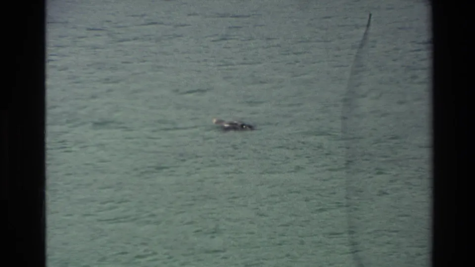 A seal-like dark form is visible near the surface of New Zealand coastal water, with muted color and 8mm film scratches.